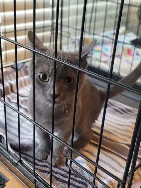 Santa Paula Animal Rescue Center