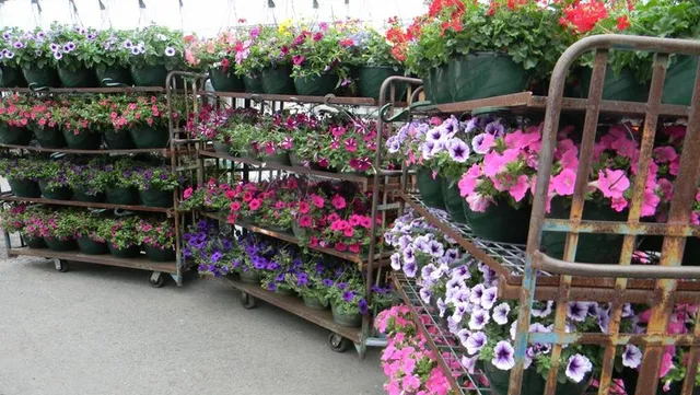 Culberson Greenhouses