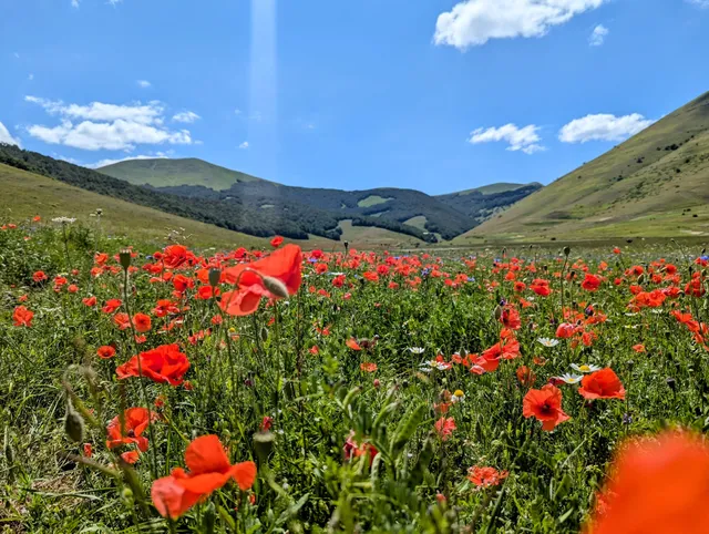 La fioritura di Castelluccio