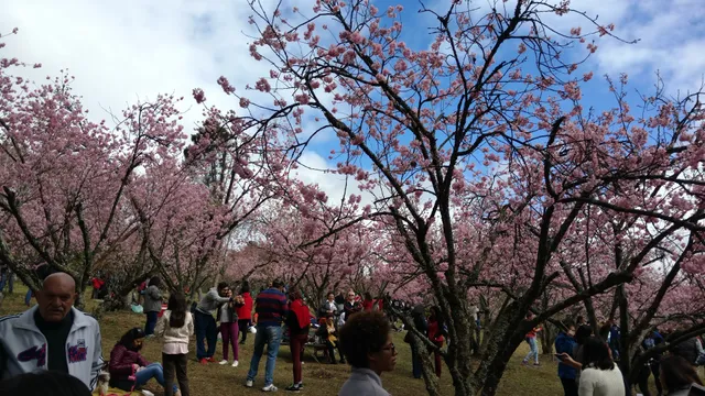 Grove of Cherry Trees