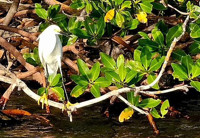 Rookery Bay National Estuarine Research Reserve