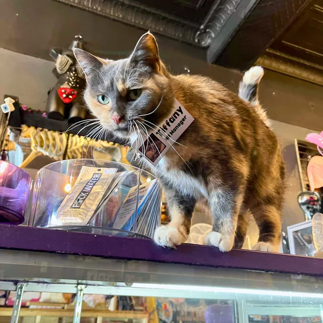 Medusas Adult Boutique