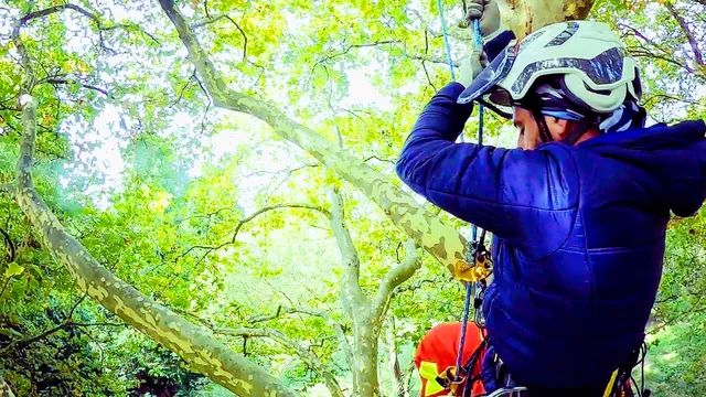 Élagage Goffin - Élagueur Fontainebleau 77