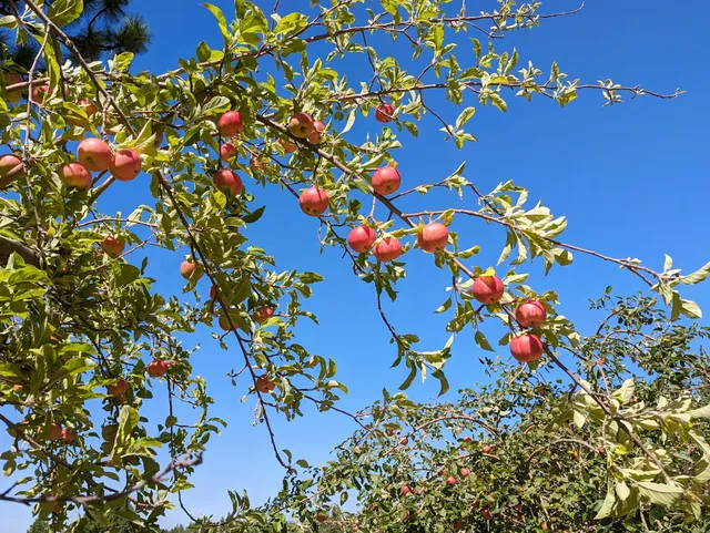 Apple Hill #14 - Denver Dan's