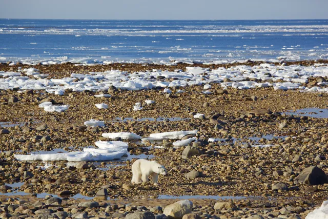 Tundra Buggy Adventure
