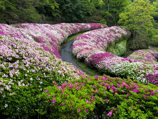 “Tsutsuji flowers road “Narukawa Azalea Park