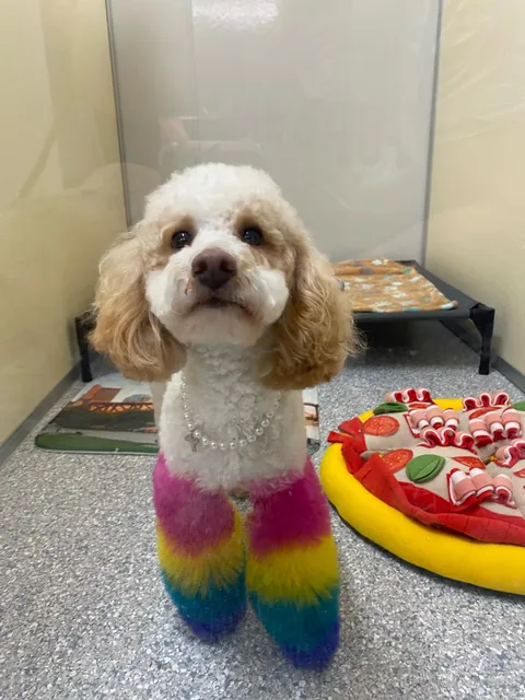 Puptown Lounge Hilliard