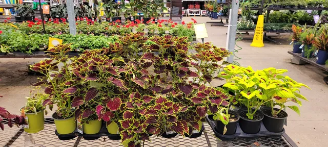Lowe's Garden Center