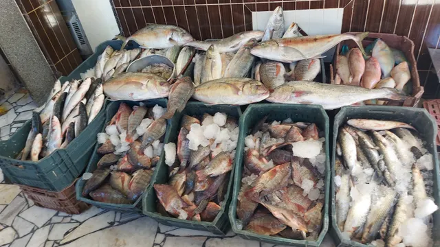 اسماك الشيخ