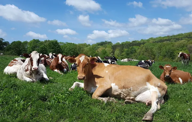 Mitch-Hill Dairy Farm and Creamery