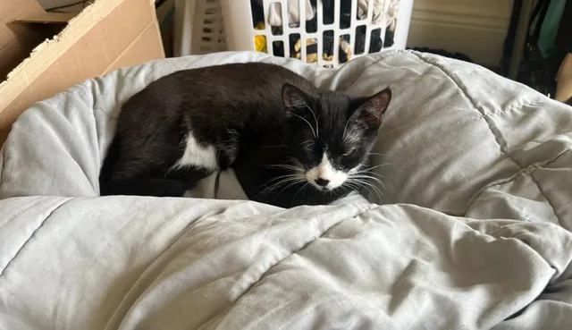 Brooklyn Animal Action