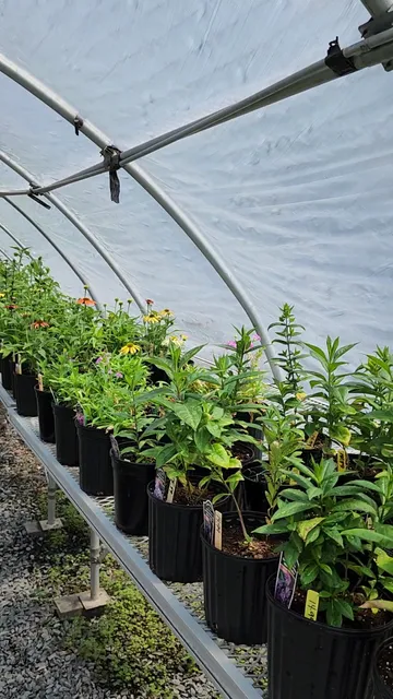 The goodgarden company ALCHEMY