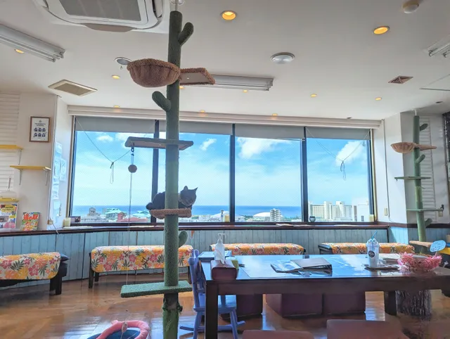 Chihuahua and Cat Cafe