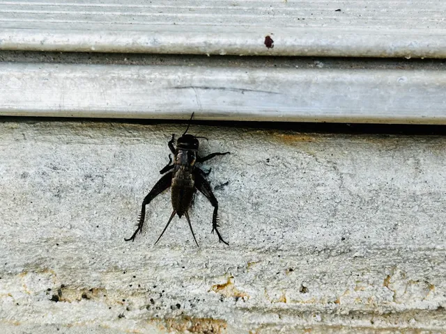 Home and Hive Pest Control