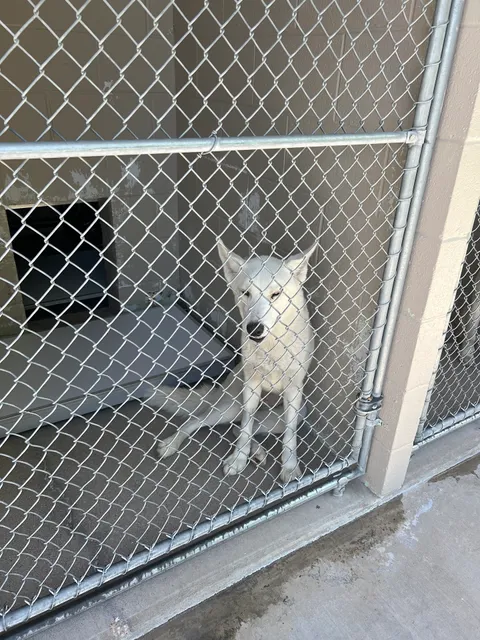 Killeen Animal Services