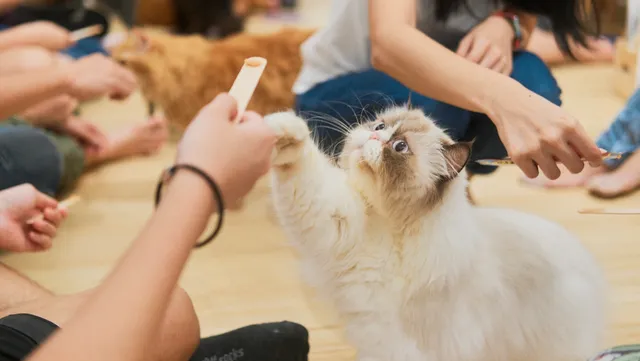 Wildflower Studio - Art Jamming x Cat Cafe Singapore