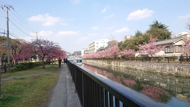 Oyokogawa Promenade Kawazu Sakura