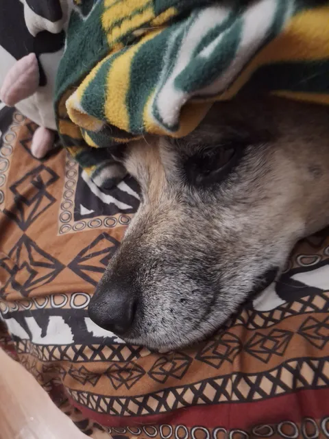 Humane Society for Greater Lafayette