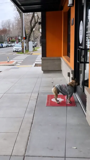 Leash and Collar Dog Boutique