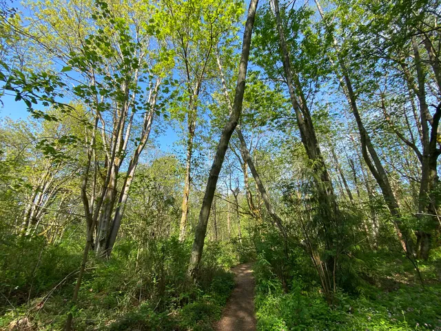 Wolf Tree Nature Area