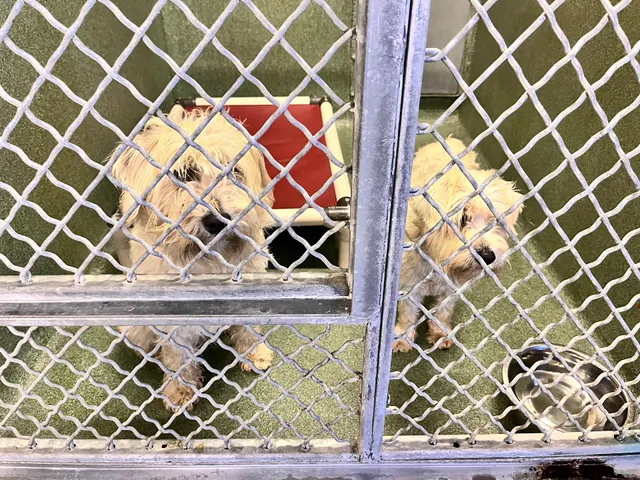 County of Los Angeles Department of Animal Care and Control - Downey Animal Care Center