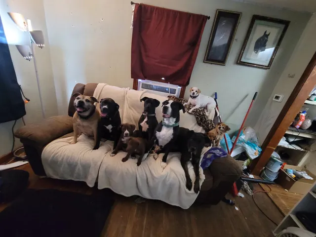 Pickaway County Dog Shelter