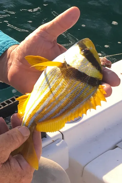 Peacock Bass and Exotic Charters