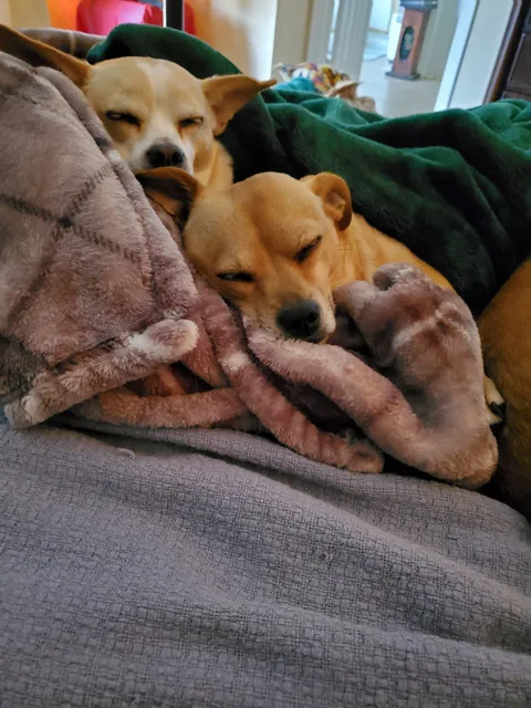 Oak Hill Animal Rescue, Inc.