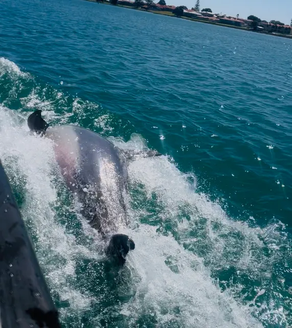 Mandurah Dolphin Tours