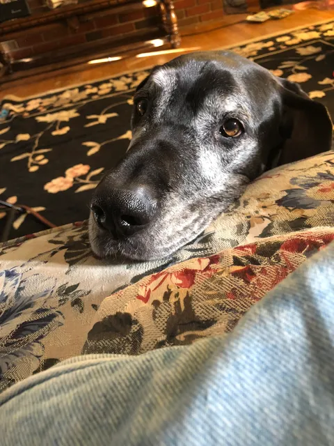 Animal Emergency & Critical Care of Lynchburg