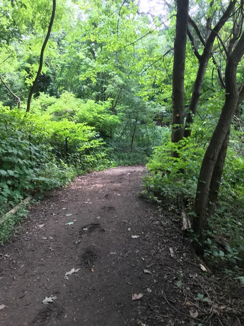 Forest Park Skate Park