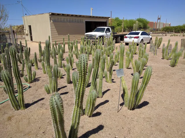 Arizona Cactus Sales