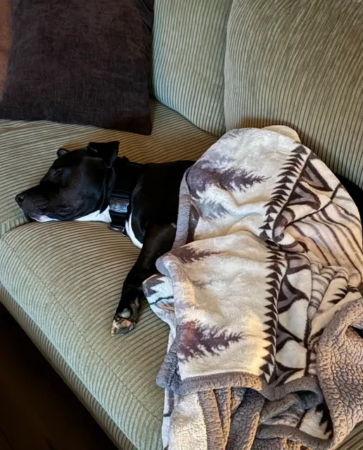 Animal Welfare League of Charlotte County