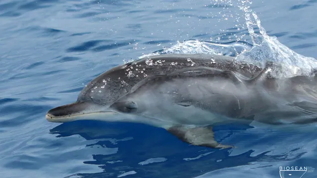 Biosean - Whale watching & marine science