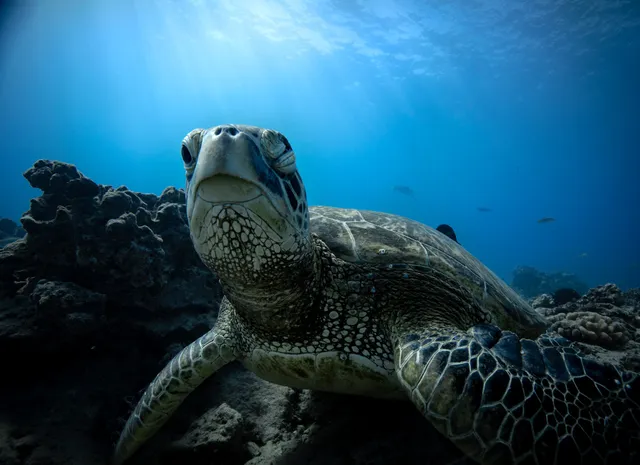 Manny's Diving Adventures