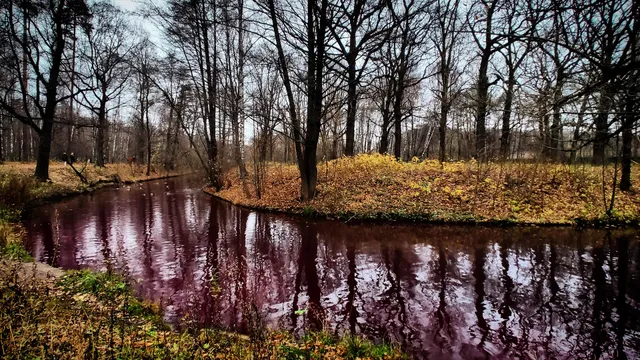 Dendrologicheskiy Sad Imeni R.I. Shredera