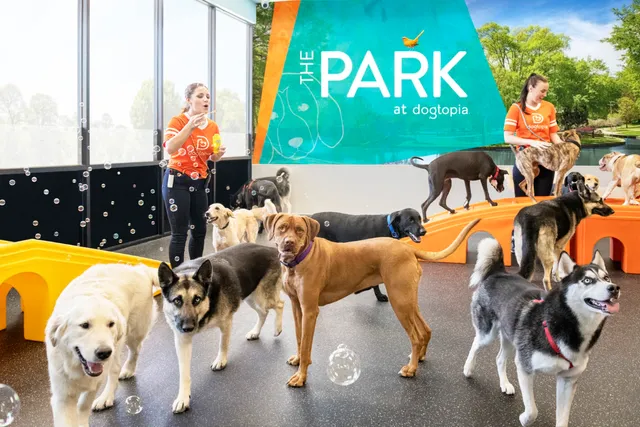 Dogtopia of Yorktown