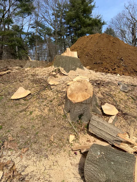 Evergreen Tree & Shrub