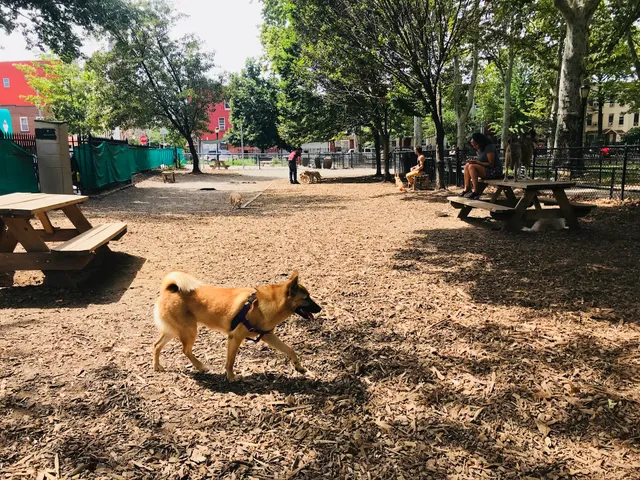 McGrowl-Lick Park Dog Run
