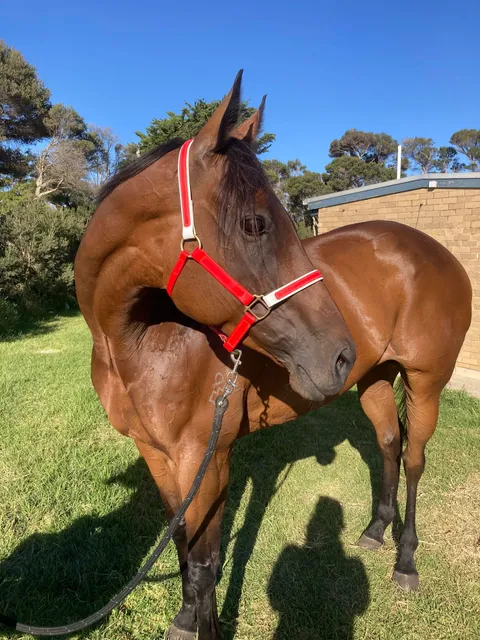 Avoca Park Equestrian & Farmstay