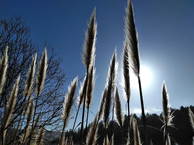 Harry A. Merlo State Recreation Area