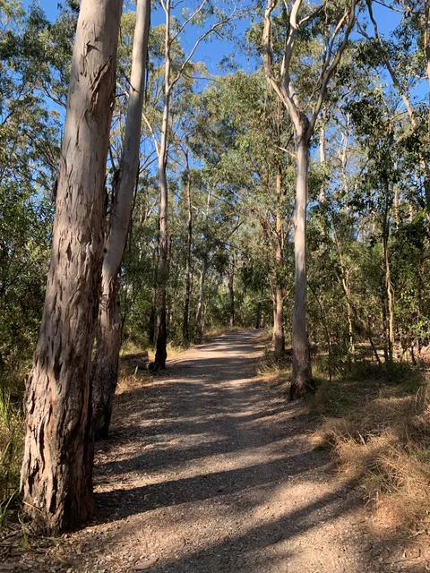 Grey Gum STEPS Track - Toohey Forest