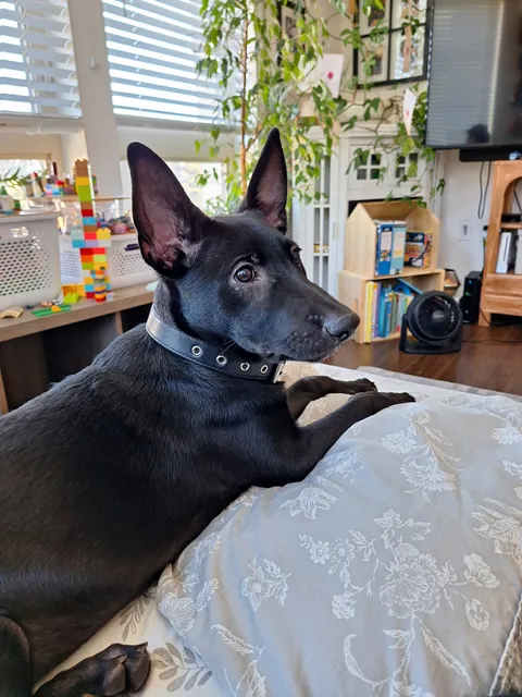 Friends of The Alameda Animal Shelter