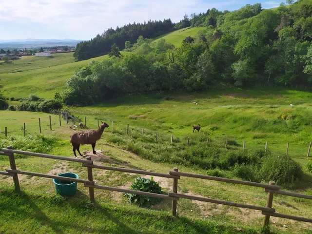 La Bruyère aux Lamas