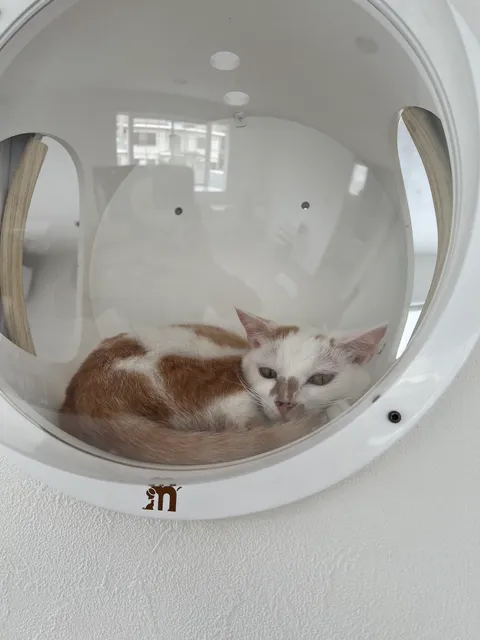 猫cafe キャット・ルポ