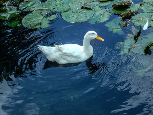 Harvest Green Farmstead Fields