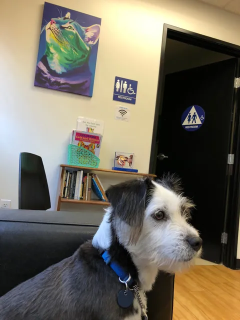 B Street Veterinary Hospital