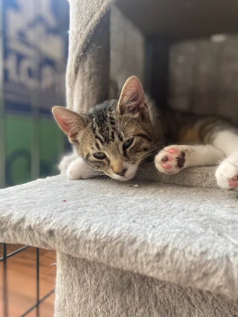 Homes for Orphaned Pets Exist (H.O.P.E.)