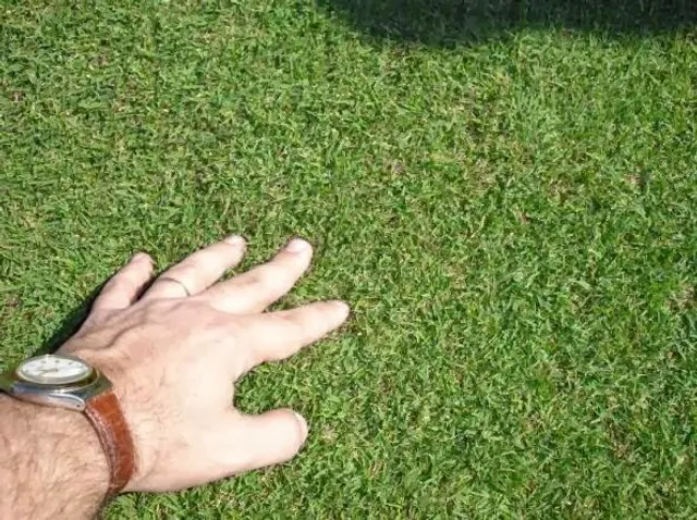 King Ranch Turfgrass