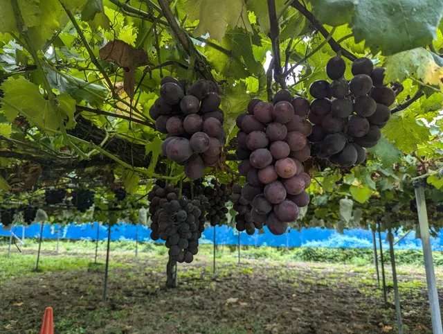 Grape picking Hagiwara plantation